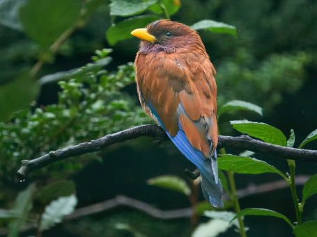 Alles was Fliegen kann